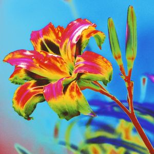 FLORES 0701Q1