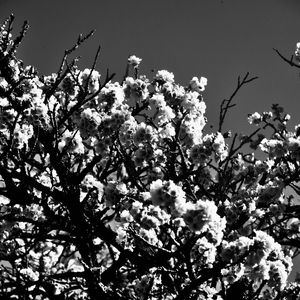 CEREJEIRA JAPONESA N°16 PB - 2021