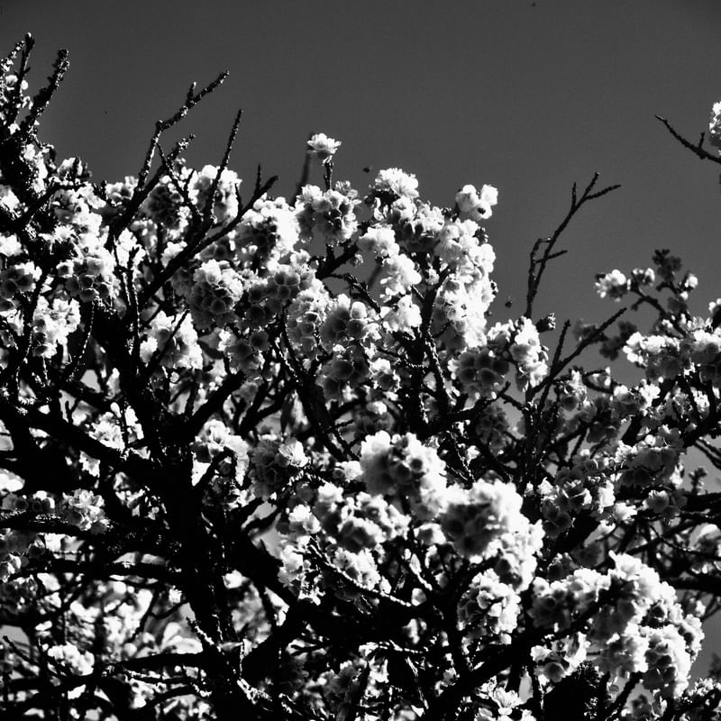 CEREJEIRA JAPONESA N°16 PB - 2021