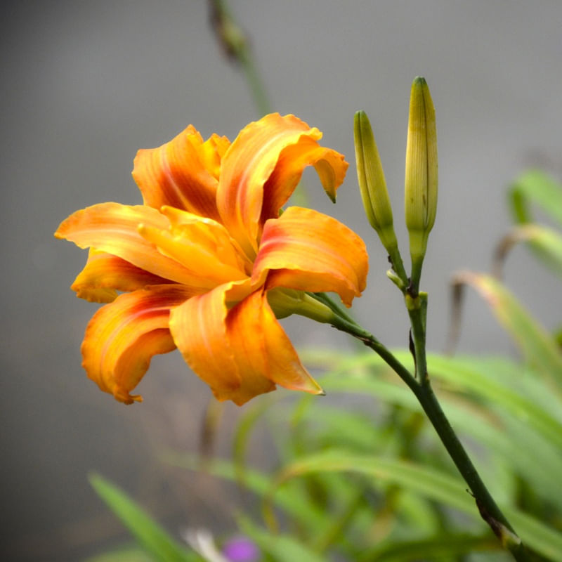 FLORES 0701Q0