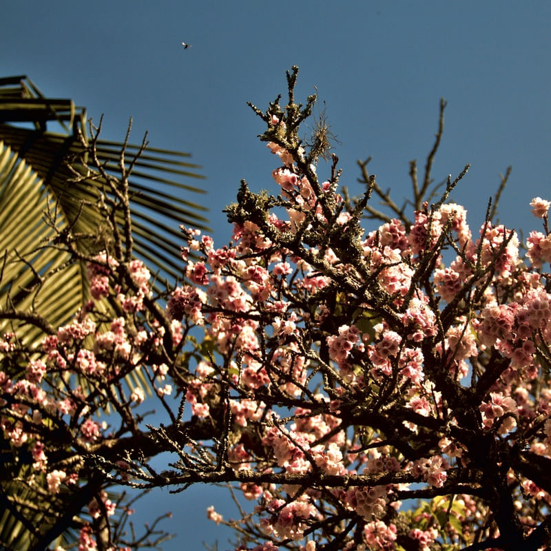 CEREJEIRA JAPONESA N°17 - 2021