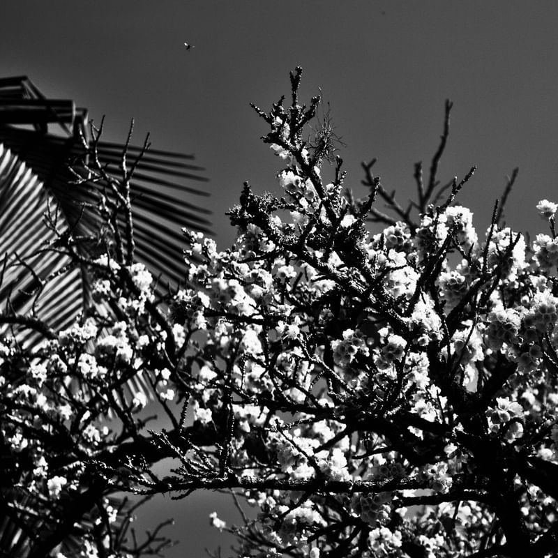 CEREJEIRA JAPONESA N°17 PB - 2021