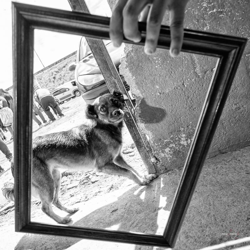 DOG FRAME PB