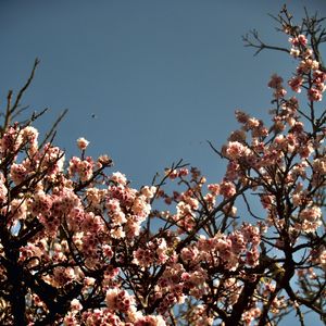 CEREJEIRA JAPONESA N°18 - 2021