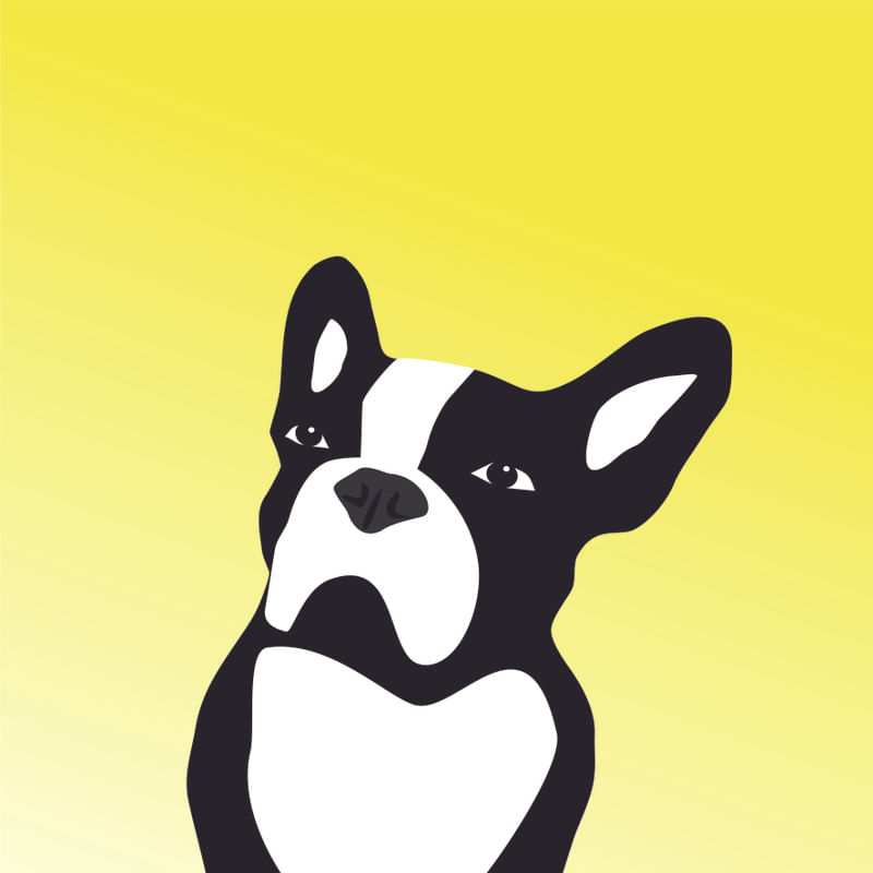 BULLDOG FRANCESA OBSERVADORA