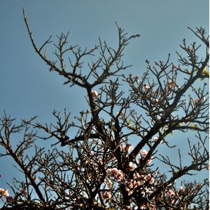 CEREJEIRA JAPONESA N°19 - 2021