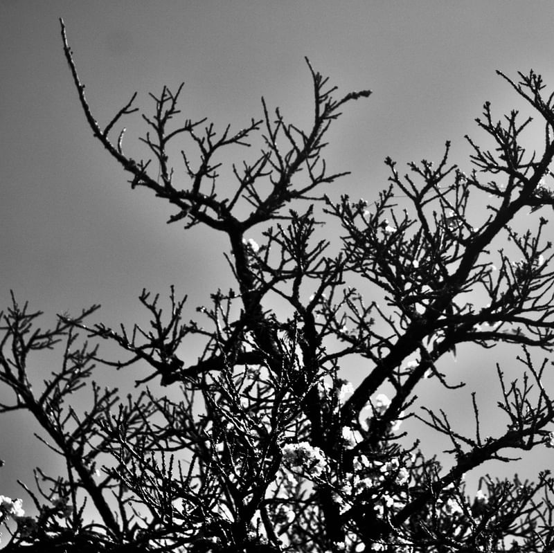 CEREJEIRA JAPONESA N°19 PB - 2021