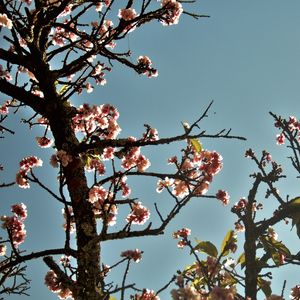 CEREJEIRA JAPONESA N°12 - 2021