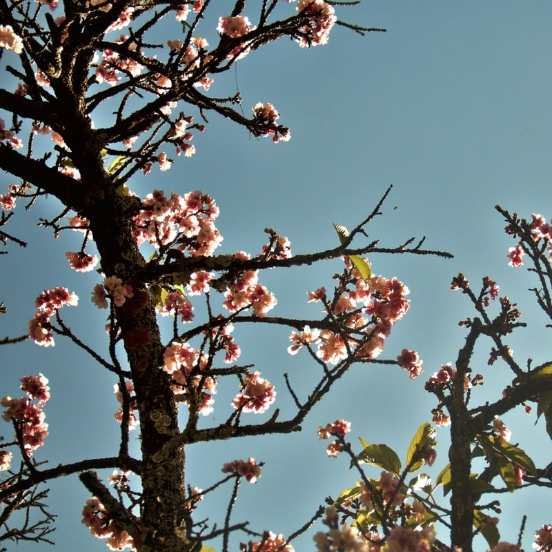 CEREJEIRA JAPONESA N°12 - 2021