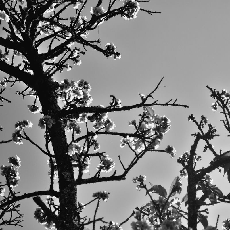 CEREJEIRA JAPONESA N°12 PB - 2021