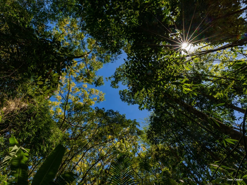 ÁRVORES DE GUAPURUVU, SOL E CÉU AZUL