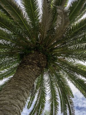 COQUEIRO 2