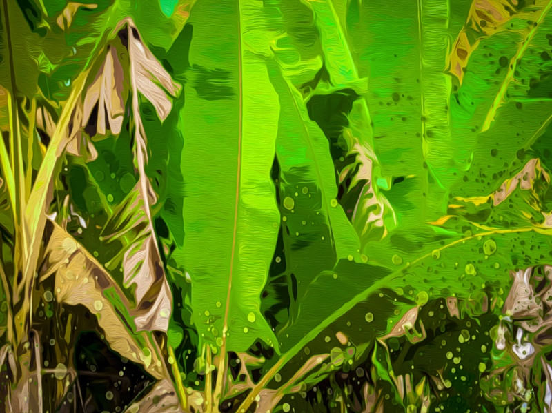 FOLHAS DE BANANEIRA DE LUCAS ALMA