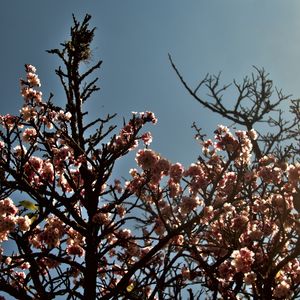 CEREJEIRA JAPONESA N°13 - 2021
