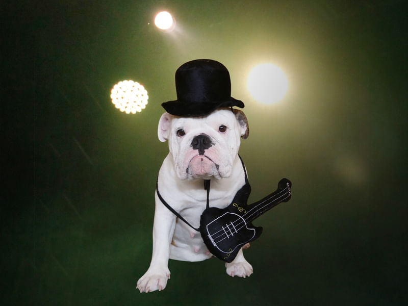 BULLDOG INGLES LIVE MUSIC
