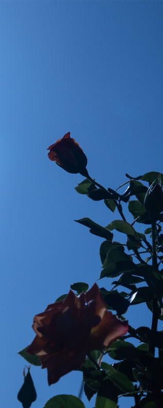 OS DIAS AZUIS 3