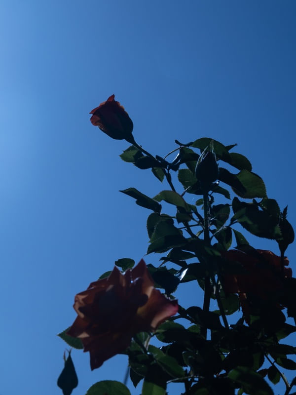 OS DIAS AZUIS 4