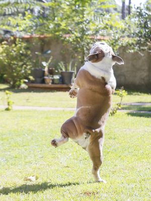 BULLDOG DANÇANDO BALLET