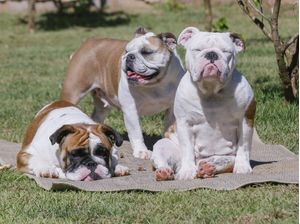 BULLDOGS AO SOL