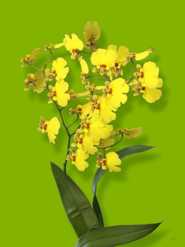 FLOR AMARELA ABACATE DE LUCAS ALMA