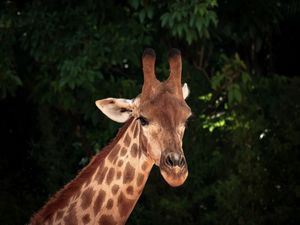 GIRAFAS 08 UA