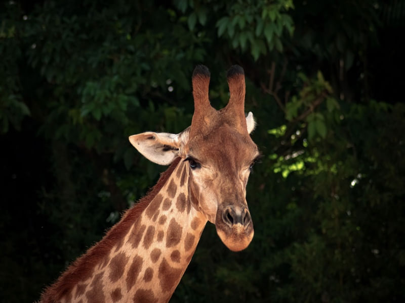 GIRAFAS 08 UA
