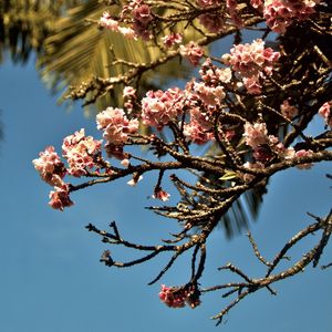 CEREJEIRA JAPONESA N°23 - 2021