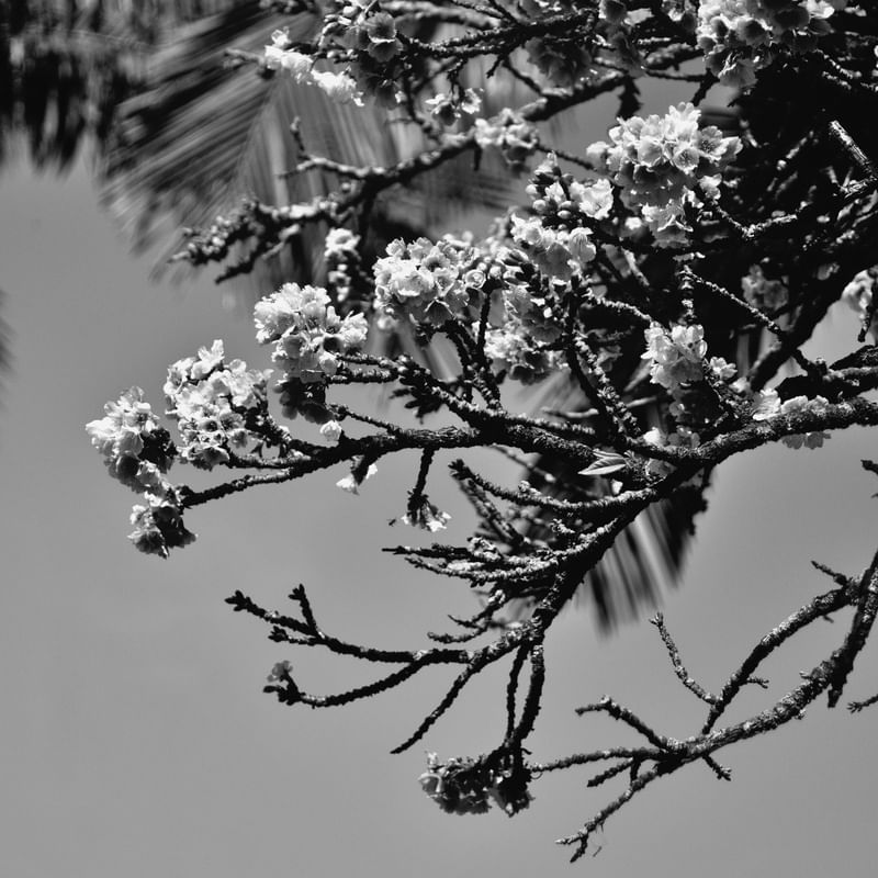 CEREJEIRA JAPONESA N°23 PB - 2021