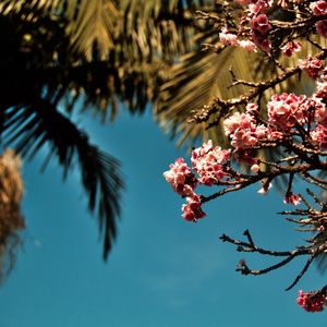 CEREJEIRA JAPONESA N°24 - 2021