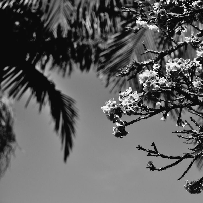 CEREJEIRA JAPONESA N°24 PB - 2021