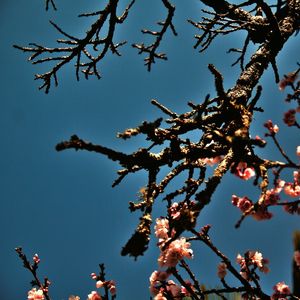 CEREJEIRA JAPONESA N°26 - 2021