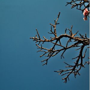 CEREJEIRA JAPONESA N°27 - 2021