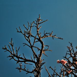 CEREJEIRA JAPONESA N°28 - 2021