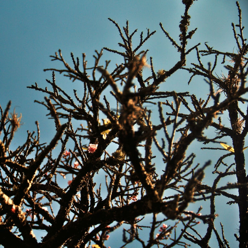 CEREJEIRA JAPONESA N°29 - 2021