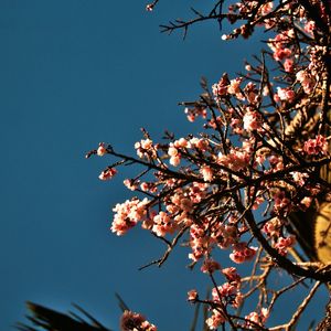 CEREJEIRA JAPONESA N°30 - 2021