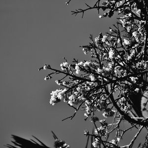 CEREJEIRA JAPONESA N°30 PB - 2021