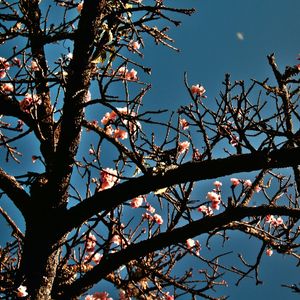 CEREJEIRA JAPONESA N°31 - 2021