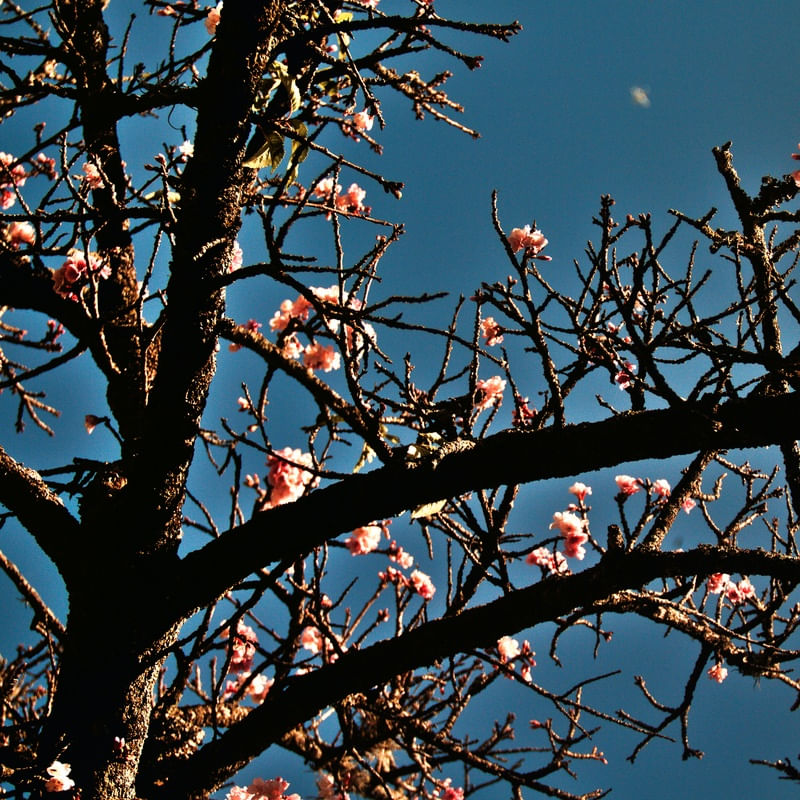 CEREJEIRA JAPONESA N°31 - 2021