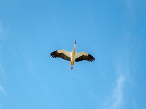 #BIRDSEYE