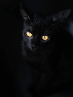 GATO PRETO OLHOS AMARELO