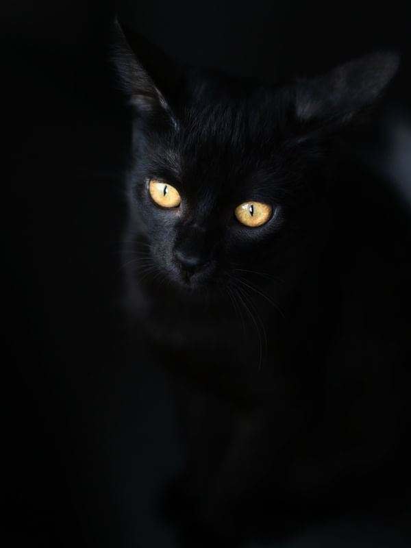 GATO PRETO OLHOS AMARELO