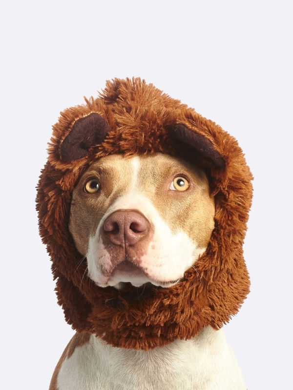 CACHORRO DIVERTIDO FILHOTE