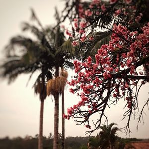 CEREJEIRA JAPONESA N°45 - 2021