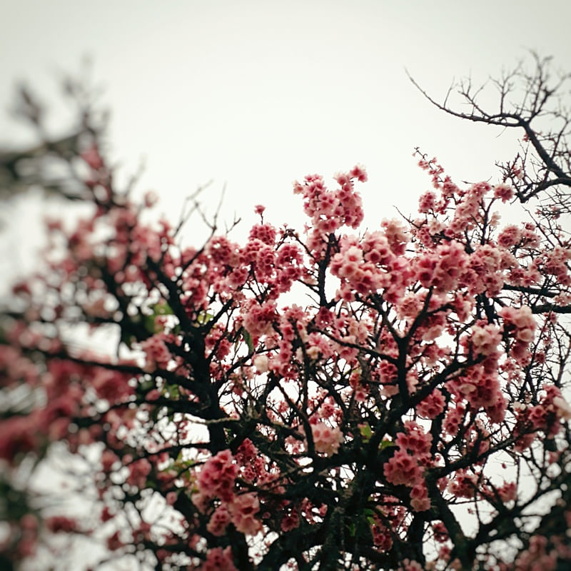 CEREJEIRA JAPONESA N°46 - 2021