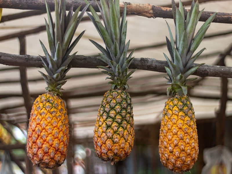 FRUTOSEBR 3