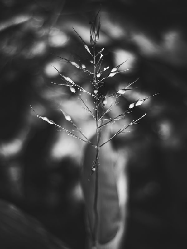 NATUCORES - P