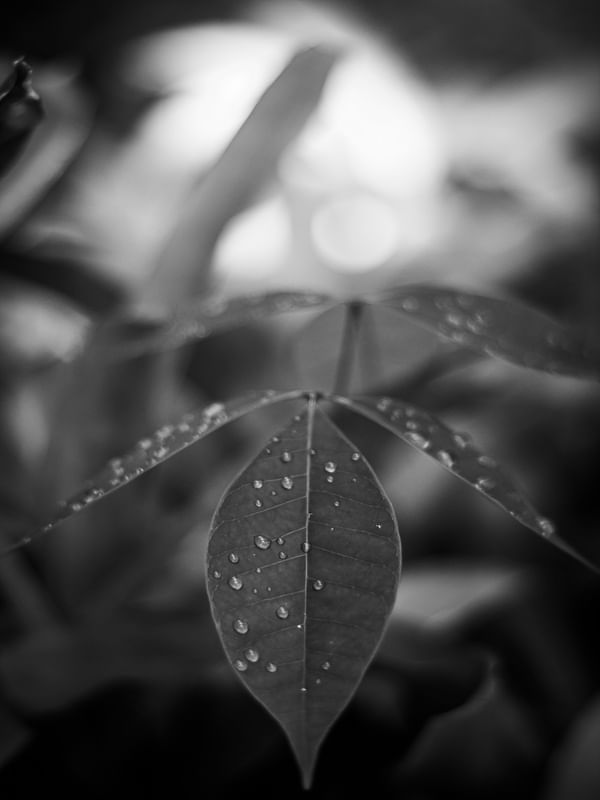 NATUCORES - P2
