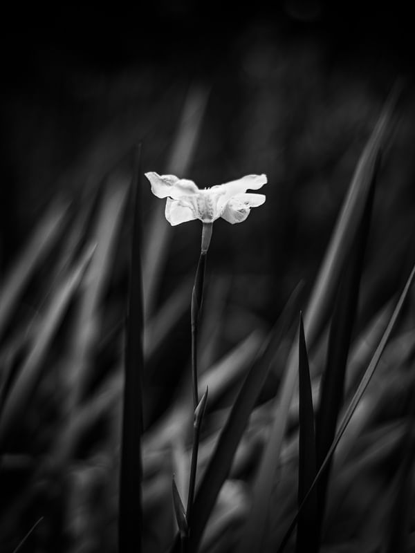 NATUCORES - P3