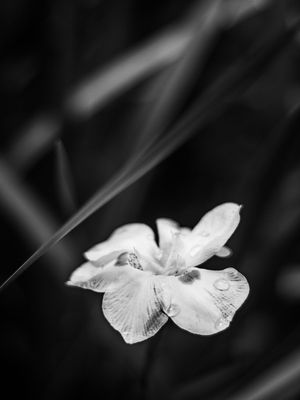 NATUCORES - P5