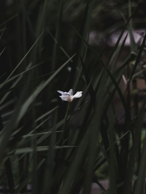 NATUCORES - P6
